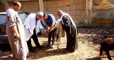 صور .. بيطري الشرقية: حملات على رؤوس الماشية لمكافحة الطفيليات الداخلية 