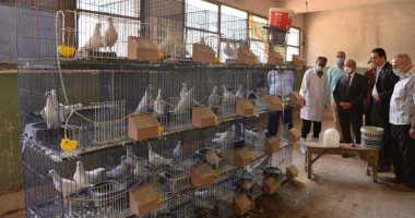 أسعار الدواجن اليوم تسجل 20 جنيها للكيلو فى المزرعة وكرتونة البيض بـ25