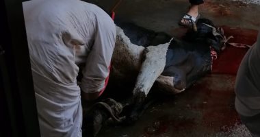 الأهالى يذبحون "عجل" ابتهاجا بفتح 6 مساجد جديدة في الإسكندرية