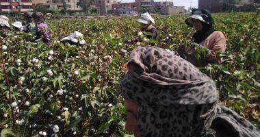 "الذهب الأبيض فتّح فى الغيطان".. بدء موسم جنى القطن بالغربية (صور)