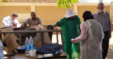 بيطرى الأقصر تكشف تفاصيل الحملة القومية للتحصين بلقاح الحمى القلاعية وحمى الوادى المتصدع