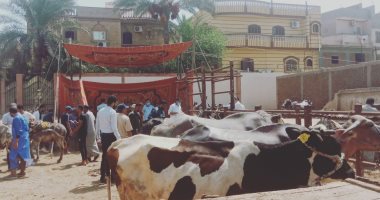 الزراعة تجرى تلقيحا صناعيا لـ85 ألف رأس أبقار وجاموس.. اعرف الفوائد