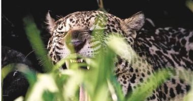 حرائق البرازيل تهدد أكبر النمور بالانقراض فى أمريكا اللاتينية.. جامعة ريو دى جانيرو: تدمير 14 مليون هكتار بسبب الحرائق تؤثر على"الجاكوار".. وعلماء الأحياء يؤكدون إنقرضه يسبب خللا بالنظم البيئية