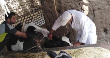 انطلاق الحملة الثانية للتحصين ضد مرض الحمى القلاعية بالمنوفية السبت المقبل