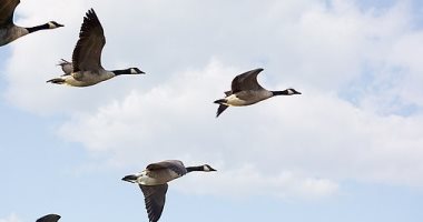 قريبا الطائرات تتمكن من التحليق فى مجموعات مثل الطيور 