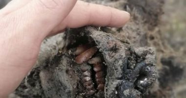 العثور على أول دب من العصر الجليدى تم الحفاظ عليه فى روسيا.. اعرف حكايته فيديو