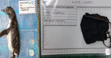 نفوق بطريق متأثراً ببلع "كمامة" يؤكد خطر مخلفات الوباء على الكائنات البحرية