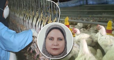 لماذا لم يطبق قانون منع تداول الدواجن الحية؟.. خبيرة دواجن تكشف عن غياب منظومة التسويق البديلة والبورصة السعرية وتذبذب الأسعار.. تنفيذ قانون 70 كآلية للتداول يتطلب خوض 3 مراحل.. وإزالة المعوقات شرط أساسى