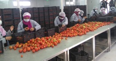 غدا.. سفير واشنطن بالقاهرة يتفقد محطة المحاصيل البستانية بالأقصر