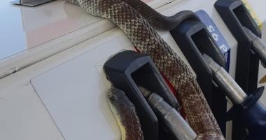 صائد زواحف يواجه اتهامات بوضع ثعبان بمحطة بنزين لزيادة عملائه بأستراليا..صور