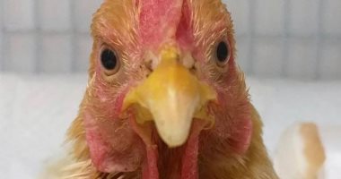 "بيطرى البحر الأحمر" تشكل لجنة للتأكد من تراخيص عيادة طبيب الدجاجة المزيف 