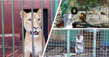 صور.. حديقة حيوان الإسكندرية تقدم قوالب الثلج بالعسل للدببة وحمامات مياه يومية للحيوانات بسبب ارتفاع درجات الحرارة.. الفاكهة وجبة أساسية للقردة و5 أيام لحوم للأسود.. ومديرة الحديقة: إتباع الإجراءات الاحترازية