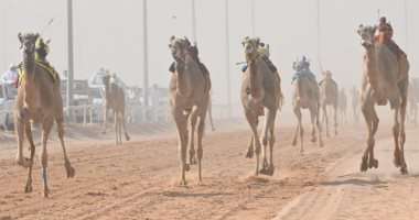 إسكان الوادى الجديد: إنهاء تطوير نادي الهجن بمركز باريس بتكلفة 1.3 مليون جنيه