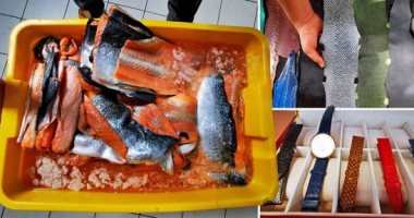 شركة فرنسية تصنع أحزمة وحقائب من جلود سمك السلمون.. بدل ما ترميه