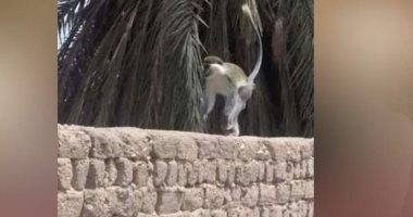 هروب قرد فى أبو تشت بقنا ولجنة من المحافظة لضبطه.. صور