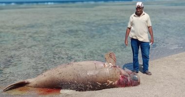 محميات البحر الأحمر: نفوق الدوجنج بمرسى علم طبيعية ووزنه نصف طن.. صور