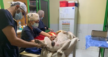 كيف تحارب مديرية الطب البيطرى بالبحر الأحمر الكلاب الضالة؟