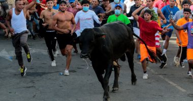 ولا بيهمنا ومن غير كمامة.. مهرجان شعبى لمصارعة الثيران 