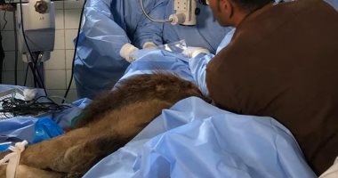 نجاح أول عملية جراحية لإزالة المياه البيضاء من عيون الأسد "هوجان" بحديقة حيوان الجيزة.. الفريق المعالج يؤكدة عودة الإبصار للأسد.. ومتابعة بيطرية لخروجه من حالة الاكتئاب بعد إصابته بالعمى الكامل.. صور