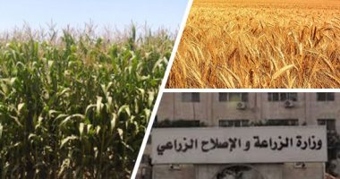 البحوث الزراعية تواجه المناخ المتغير.. توزيع تقاوى 3 أصناف جديدة من القمح عالية الإنتاجية للموسم الجديد.. اعتماد أصناف للذرة الرفيعة لأول مرة بالصعيد.. المحاصيل الحقلية أكثر تحملا ومبكرة النضج وموفرة للمياه