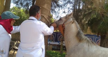 محافظ الغربية يتابع فعاليات القافلة البيطرية في القرشية.. صور