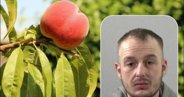 قصة القبض على شاب سرق أحد المنازل ببريطانيا .. قطمة من خوخه كشفته