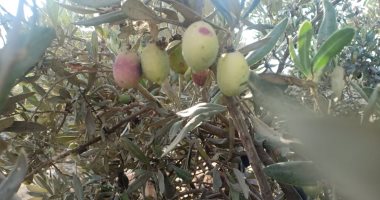 تعرف على التوصيات الفنية لمزارعى الزيتون خلال شهر مايو