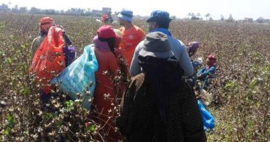 مدرسة حقلية عن الجنى المحسن لمحصول القطن بمنيا القمح وصان الحجر بالشرقية 