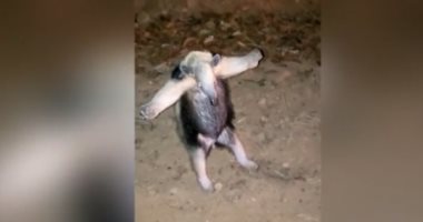 سلم نفسه.. آكل النمل يرفع "يديه" استسلاما لرجال الإطفاء فى البرازيل.. فيديو