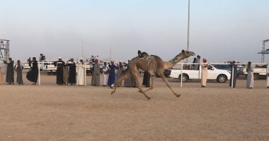 انطلاق منافسات الفترة المسائية بمهرجان الهجن بشرم الشيخ.. صور 
