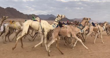 انطلاق فعاليات مهرجان "المقرح" للهجن بجنوب سيناء غدا