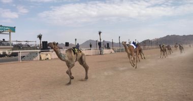 ننشر نتائج أول أشواط سباق الهجن بشرم الشيخ .. صور
