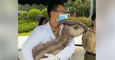 اعرف حقيقة ظهور حيوان غريب في إحدى المعارض بالصين .. فيديو