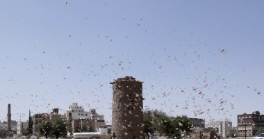 أسراب من الجراد الصحراوى تغزو سماء العاصمة اليمنية صنعاء.. صور
