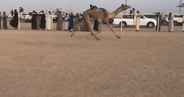 اختتام فعاليات سباق الهجن بشرم الشيخ اليوم بتسليم كأس الزعامة