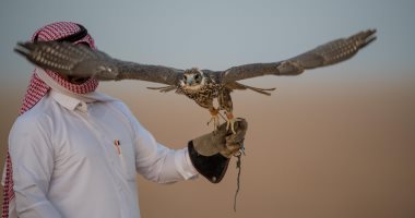 الموسم السنوى..سعوديون ينصبون شباكهم لصيد أغلى أنواع الصقور فى مدينة عرعر 
