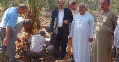 الزراعة تطلق حملات مرورية على زراعات النخيل بالجيزة لمكافحة السوسة الحمراء.. صور