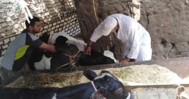 بيطرى المنوفية : تحصين 253 ألف و 826 رأس ماشية حتى الآن