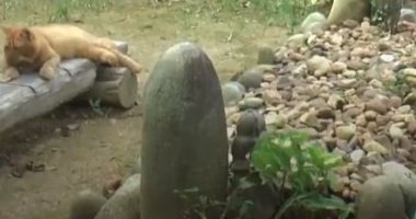 قطة تزور قبر صاحبها مع أسرته يوميا منذ وفاته قبل عامين