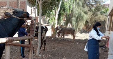 قوافل طبية وبيطرية بكفر الزيات احتفالا بالعيد القومى للغربية.. صور