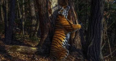 نمر نادر يحتضن شجرة.. قصة صورة فاز صاحبها بجائزة الحياة البرية