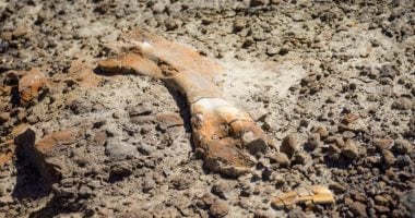 طفل يعثر على هيكل عظمى لديناصور عاش قبل 69 مليون سنة في كندا .. صور