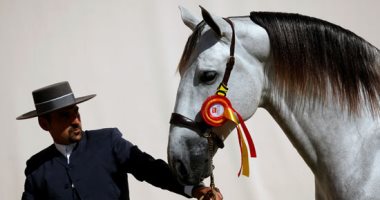 أحبوا الخيل واصطبروا عليها فإن العز فيها والجمالا.. انطلاق معرض سيكاب للخيول