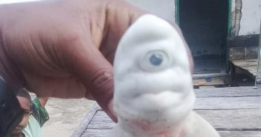 صيادون بإندونيسيا يعثرون على قرش صغير بعين واحدة.. صور