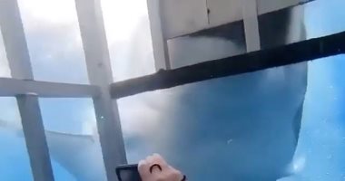 سمكة قرش تحاول اقتحام قفص معدنى داخله 3 سائحين.. فيديو وصور  