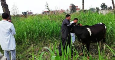 الزراعة تعلن تحصين 3 ملايين و190 ألف رأس ماشية ضد 5 أمراض وبائية خلال 30 يوما