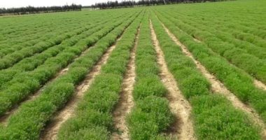 "مستقبل التعمير والتنمية".. المشروعات الزراعية بالوادى الجديد "إنفوجراف"