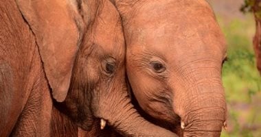 130دولة تشارك بـ 500 ألف صورة في معرض ضمن احتفاليه يوم الأمم المتحدة