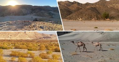 الجمال فى وادى الجمال بمرسى علم.. المحمية ضمن الأجمل بالعالم.. باحث بيئى: رصد الغزال المصرى بها.. وهى أهم محطات الطيور المهاجرة من أوروبا لأفريقيا فى رحلة الهجرة والعودة.. منظم رحلات سفارى: يطلبها السياح