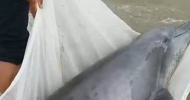 صيادون صينيون ينقذون دولفين عالق فى الوحل.. فيديو وصور